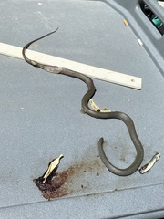 Coluber constrictor