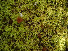 Anoectangium aestivum