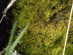 Anoectangium aestivum