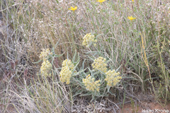 Asclepias macrosperma