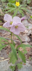 Cardamine trifida