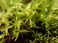 Anoectangium aestivum