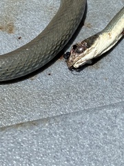 Coluber constrictor