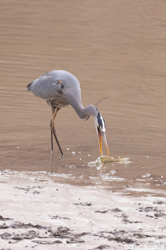 Great Blue Heron photographed in Utah