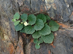 Asarina procumbens