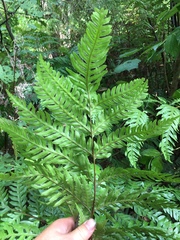 Pteris carsei