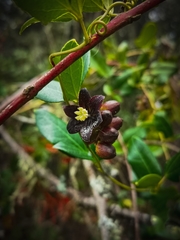 Lardizabala biternata