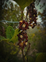 Lardizabala biternata