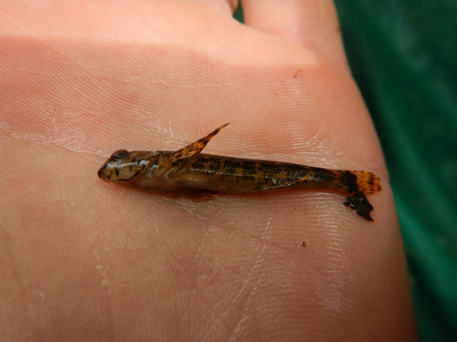 Etheostoma histrio