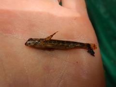Etheostoma histrio
