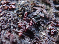 Frullania californica