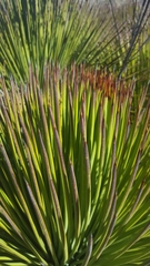 Agave striata