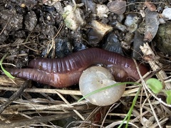 Lumbricus rubellus