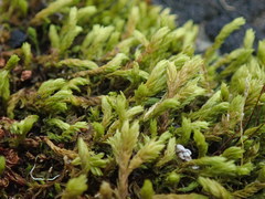 Racomitrium pacificum