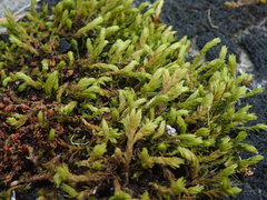 Racomitrium pacificum