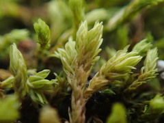 Racomitrium pacificum