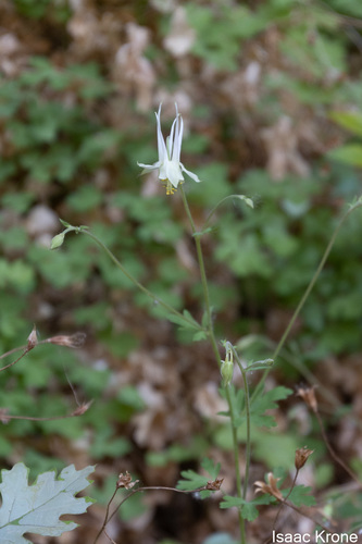 Image of Aquilegia micrantha by (c) Isaac Krone, some rights reserved (CC BY)