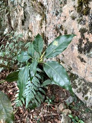 Machilus thunbergii