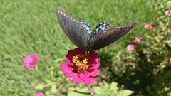Papilio