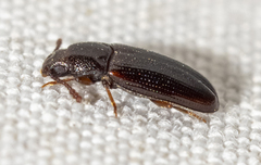 Pharaxonotha kirschii