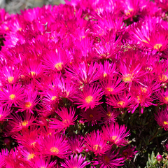 Lampranthus vernalis