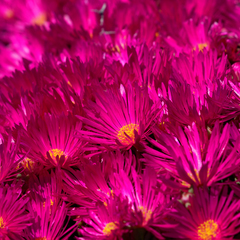 Lampranthus vernalis