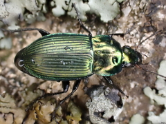 Poecilus versicolor