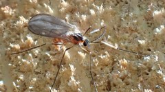 Lestremiinae
