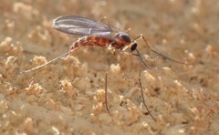 Lestremiinae