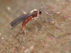 Lestremiinae