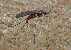 Lestremiinae