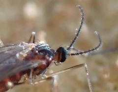 Lestremiinae