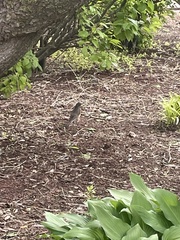 Turdus migratorius