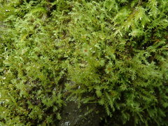 Pohlia longibracteata