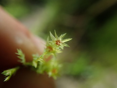 Pohlia longibracteata