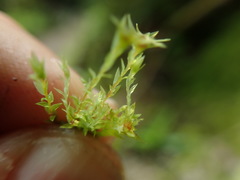 Pohlia longibracteata