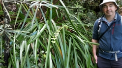 Machaerina sinclairii