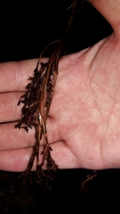 Machaerina sinclairii