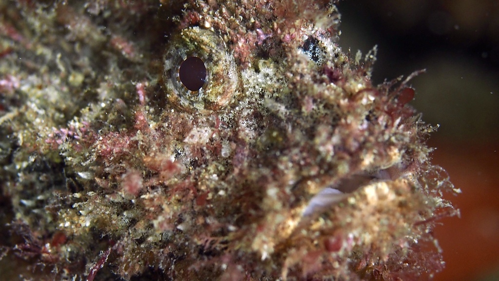 Little Velvetfish