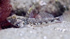 Nesogobius pulchellus