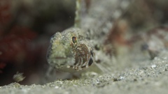 Nesogobius pulchellus