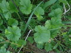 Sidalcea hendersonii