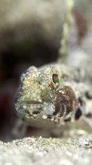 Nesogobius pulchellus