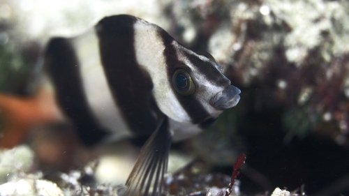 Pseudogoniistius nigripes