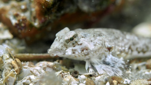 Synchiropus papilio