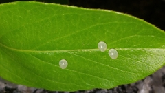 Acanthocephalini