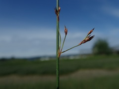 Juncus arcticus