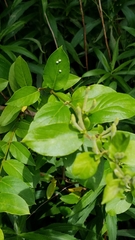 Acanthocephalini