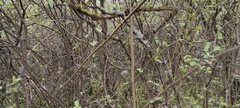 Evernia prunastri