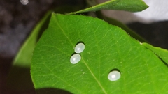 Acanthocephalini